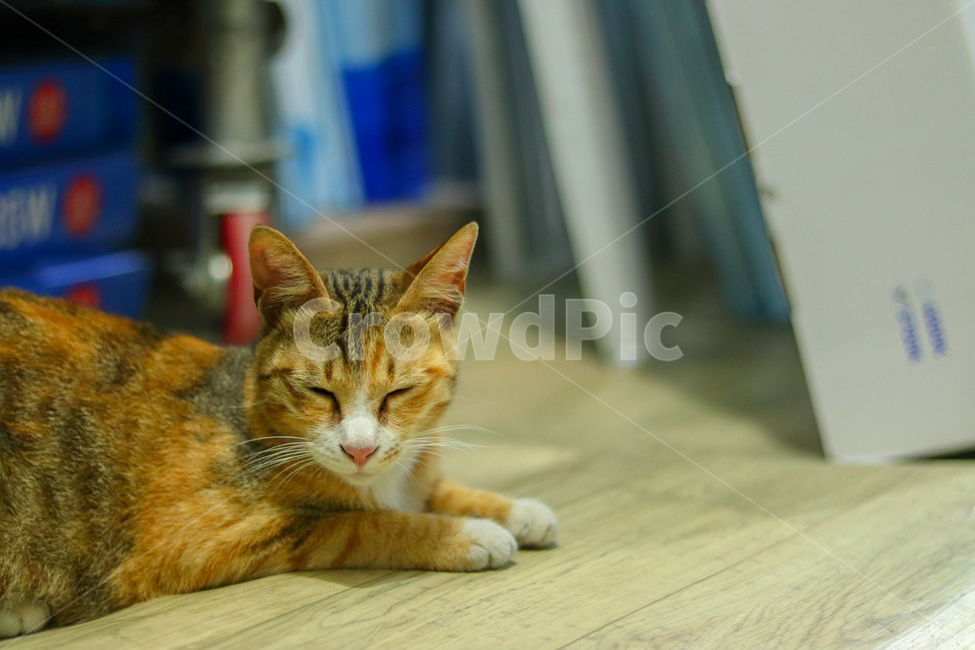 고양이,냐옹이,야옹이,길고양이,cat,동물,animal,straycat