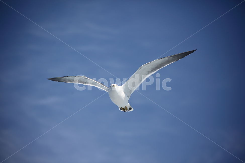 갈매기,새,바다새,commongull,mewgull,laruscrassirostris,괭이갈매기,동물,animal,조류,새,birds