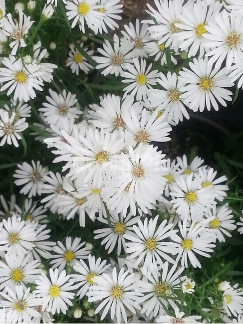 구절초,국화,가을,하얀꽃,가을꽃,순수,그리움,들꽃,야생화,식물,자연,plants,nature,꽃,flower