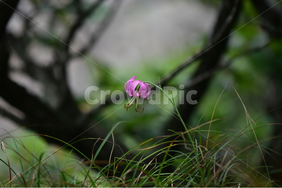솔나리,야생화,식물,자연,꽃,생태,힐링,플라워,wildflower,flower,plants,nature,season,감성,느낌,emotion,feeling,백합목,백합과,여름,백합속,분홍색,여러해살이풀,식물,자연,plants,nature,꽃,flower