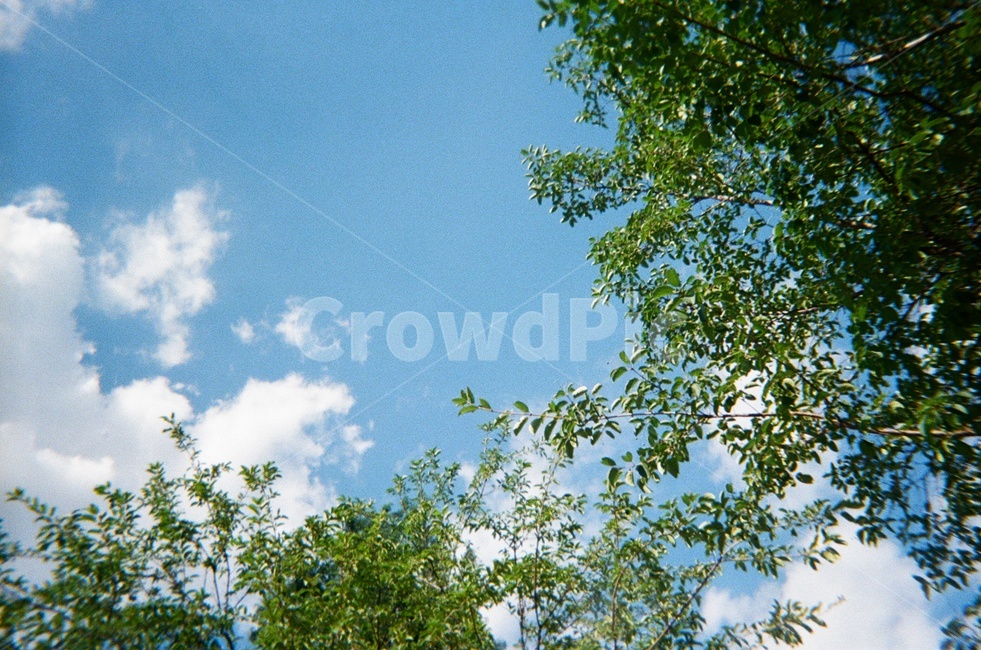 하늘,나무,나뭇잎,구름,여름,봄,sky,tree,leaves,leaf,spring,summer