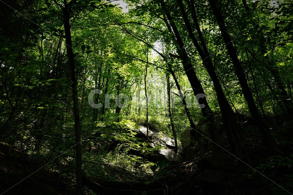 나무,초록,그늘,숲,신록,woods,green,shadow,forest,자연,nature,힐링,휴식,시원함,고요함,healing,relaxation,cool,calm,forestbathing,freshness,자연,풍경,nature,landscape,휴식,힐링,rest,relaxation,healing,vegetation,초목,plant,식물,outdoors,옥외,woodland,삼림지,tree,land,땅