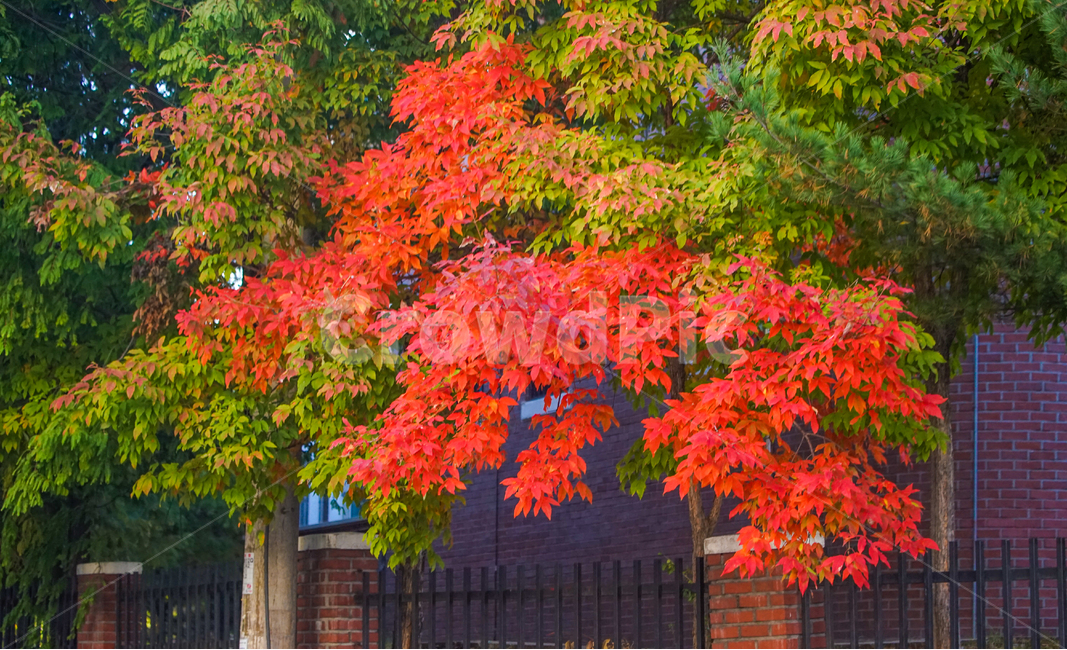 단풍,나무,가을,추색,계절,풍경,공원,가을,계절,fall,autumn,season,leaf,잎,plant,식물,tree,maple