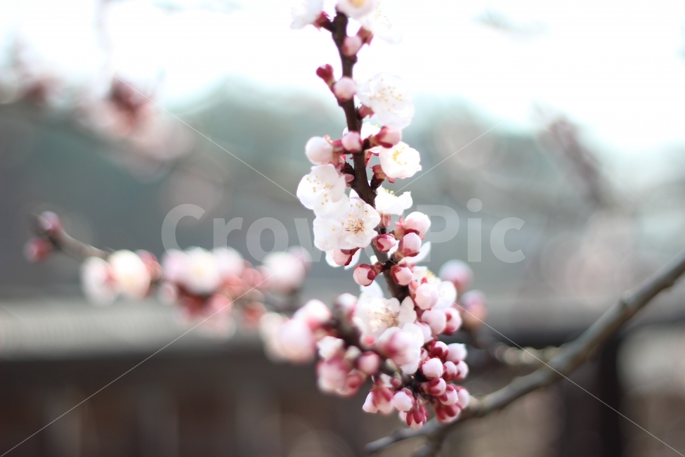 자연,나무,꽃,벚꽃,봄,계절,풍경,봄,계절,spring,season,식물,자연,plants,nature,꽃,flower,plant