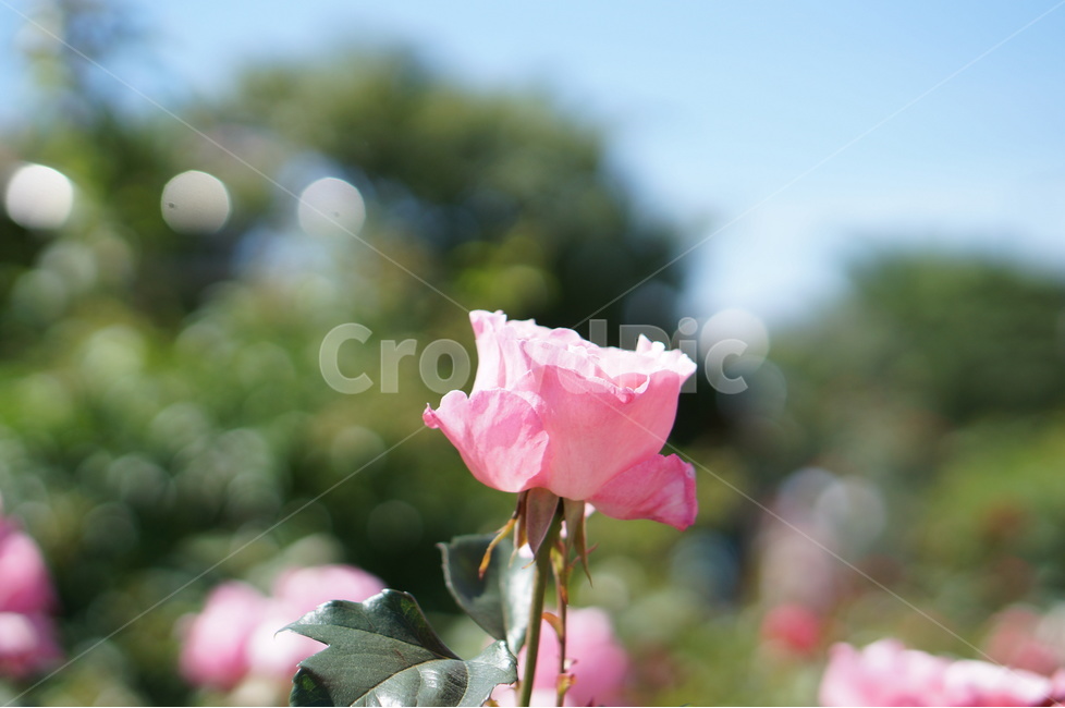 장미꽃,장미,핑크,풍경,5월,맑음,빛,식물,자연,plants,nature,꽃,flower