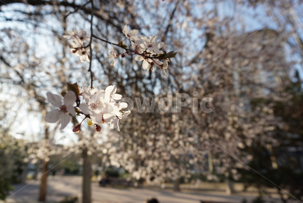 벚꽃엔딩,벚꽃,꽃,봄날씨,벚꽃놀이