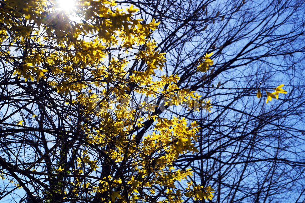 개나리,봄,노란색,식물,영춘화,꽃,봄,계절,spring,season