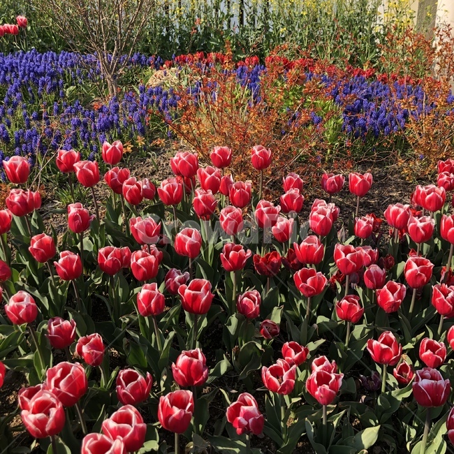 튤립,자연,꽃,빨강,에버랜드,식물,자연,plants,nature,꽃,flower