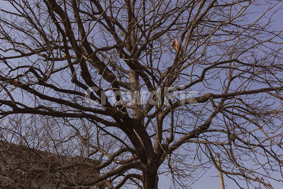 plant,식물,tree,나무,treetrunk,나무줄기,nature,자연,outdoors,옥외,landscape,나무,trees,wood