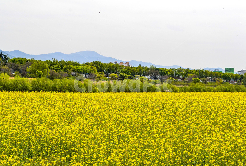 유채꽃,하중도,대구하중도,꽃밭,개나리,노란꽃,봄,꽃구경,봄,계절,spring,season,자연,풍경,nature,landscape,grassland,목초지,outdoors,옥외,field,들,farm,농장,rural,농촌,meadow