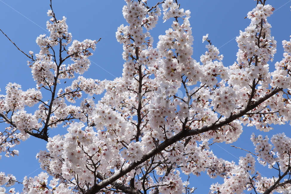 벚꽃,꽃,flower,blossom,cherryblossom,식물,plant,분홍,순수,하늘,감성사진,감성,봄,계절,자연
