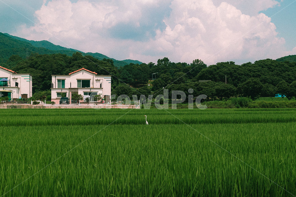 가평,자연,들판,여름,풍경,자연,풍경,nature,landscape,outdoors,옥외,grassland,목초지,field,들