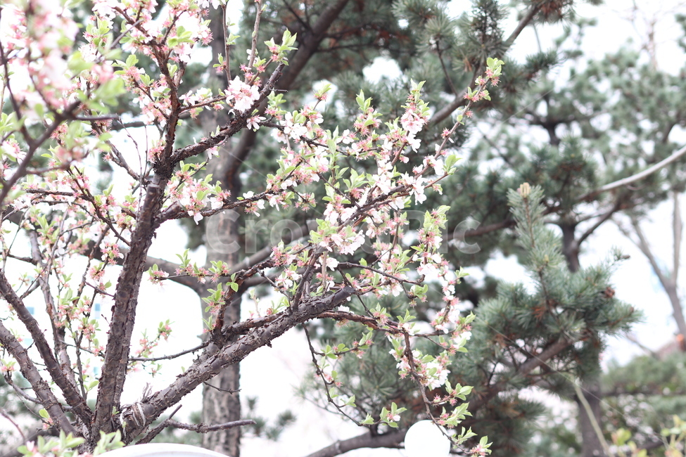 새싹,벚꽃,봄,spring,분홍색,고혹한,나뭇가지,소나무,벚꽃나무,나무,초록색,잎,이파리