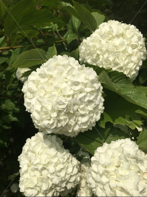 꽃,식물,불두화,나무수국,흰꽃,하얀색꽃,여름,자연,힐링,식물,자연,plants,nature,꽃,flower