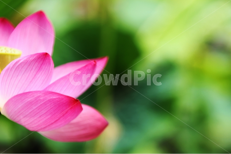 꽃,연꽃,여름꽃,연못,꽃잎,식물,자연,plants,nature,꽃,flower