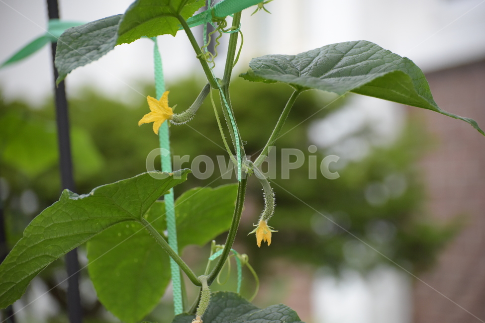 오이,노란오이꽃,7월,초록잎,오이줄기,식물,자연,plants,nature
