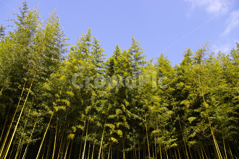 숲,초록,대나무,하늘,댓잎,식물,자연,plants,nature,나무,trees,wood