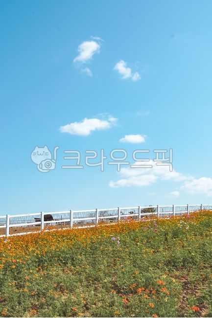 코스모스,가을,꽃,가을꽃,flower,꽃밭,식물,plant,꽃잎,난간,보호막,장애물,경계,안성팜랜드,팜랜드,정원,garden,가을감성,감성