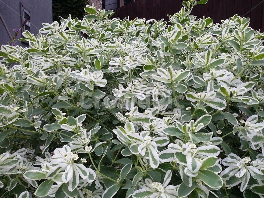 plant,식물,잎,자연,나무,leaf,식물,자연,plants,nature