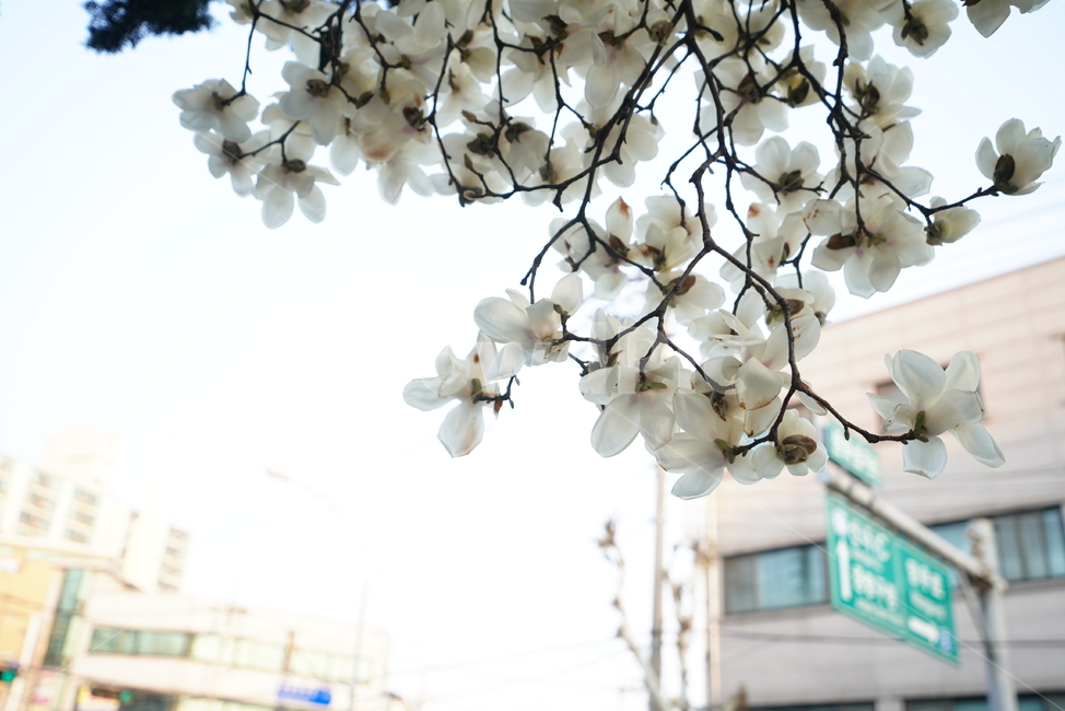 봄,봄꽃,목련,계절,봄날,꽃,플라워,나무,화이트,흰색,느낌,감성,색감,white,생명,식물,생물,식물,자연,plants,nature,꽃,flower