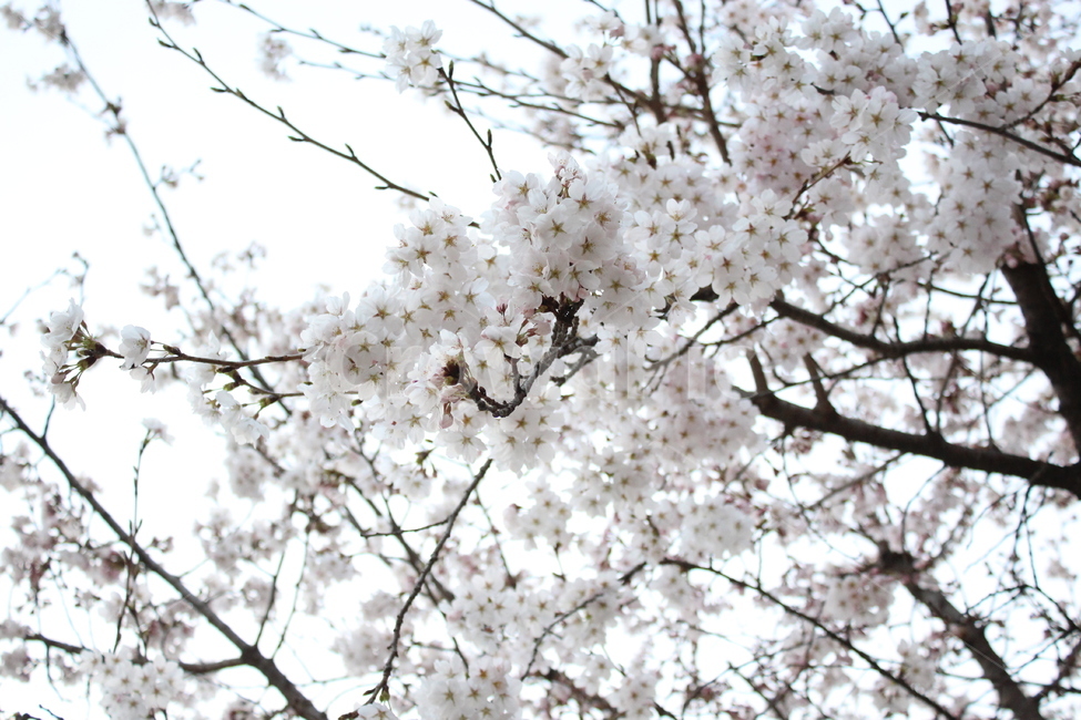 벚꽃,cherryblossom,봄,spring,벚나무,봄맞이,가지,꽃나무,cherryflower,cherrytree,만개,blossom,blooming