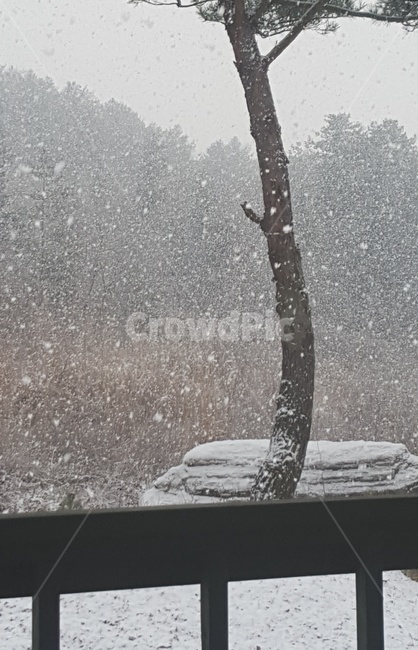 눈,설경,소나무,겨울,snow,winter,falling,겨울,계절,winter,season,자연,풍경,nature,landscape,outdoors,옥외,blizzard,눈보라,storm,폭풍