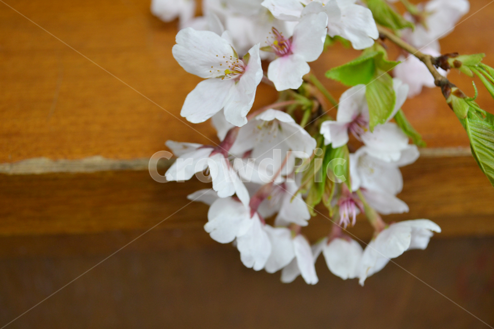 벚꽃,봄,교실,꽃,학교,school,spring,cherryblossom,classroom,책상,desk,식물,자연,plants,nature,꽃,flower