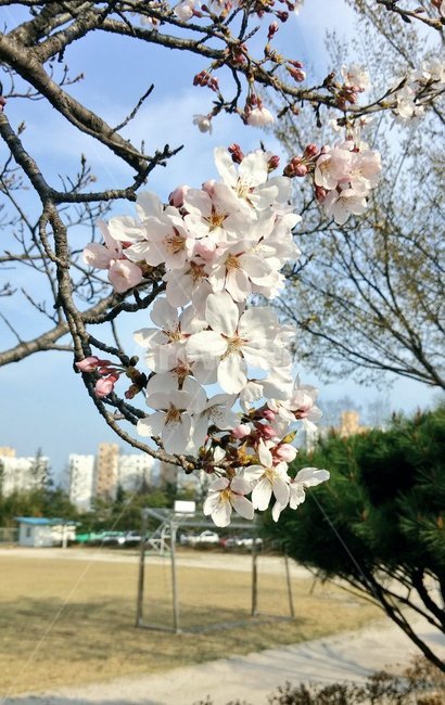 벚꽃,벚나무,학교교정,학교나무,나무,봄,초봄,데이트,봄,계절,spring,season,식물,자연,plants,nature,꽃,flower,plant