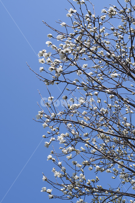 plant,식물,flower,blossom,꽃,목련,흰색