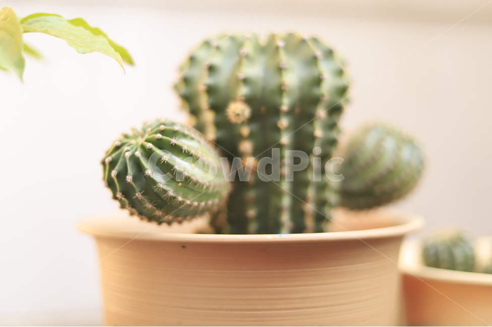 식물,선인장,미니화분,화분,plant,초록색,납작한식물,cactus,다육식물,플랜테리어,planterior,식물,자연,plants,nature