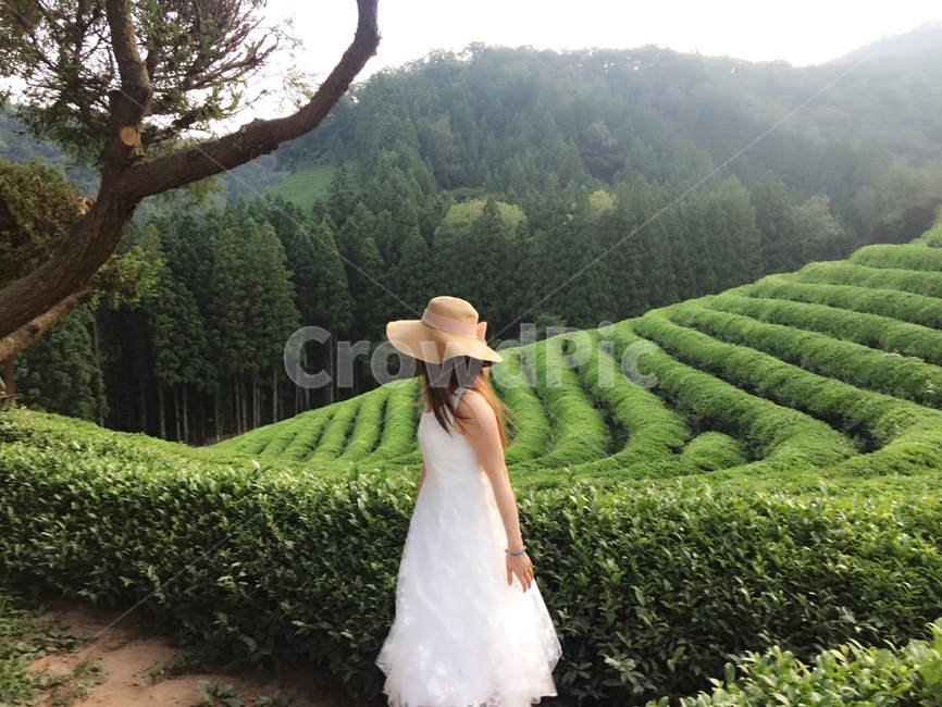보성녹차밭,보성,녹차,녹차밭안개,녹차밭4월