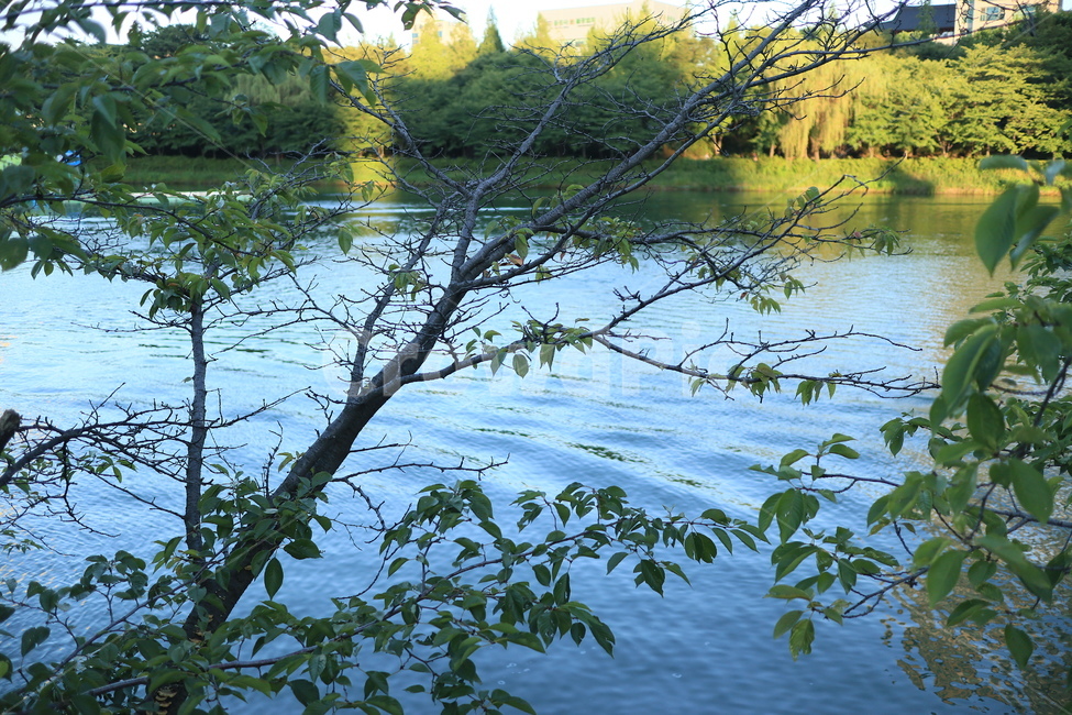 자연,호수,나무가지,잎,평안,자연,풍경,nature,landscape,water,물,outdoors,옥외,land,땅,plant,식물,vegetation,초목,tree,나무