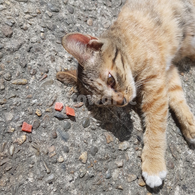 고양이,cat,play,baby,아기,노랑,cute,animal