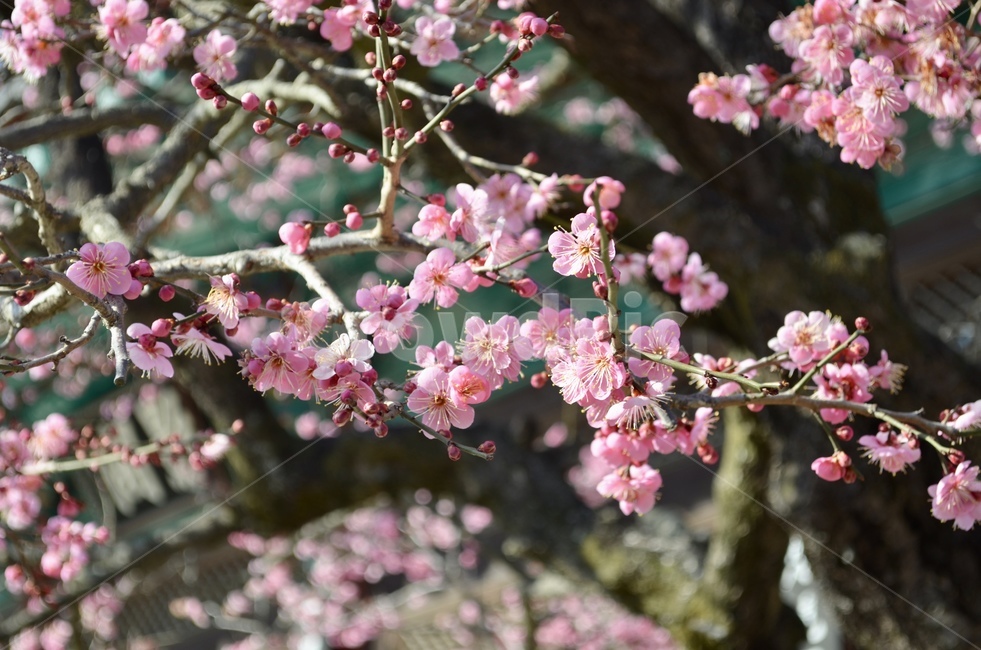 꽃,홍매화,나무,꽃망울,만개꽃,flower,tree