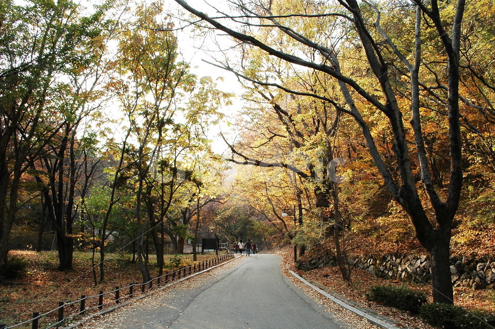 가을,단풍,낙엽,나뭇잎,단풍구경,단풍놀이,나무,숲속,숲길,대전,동학사,가을,계절,fall,autumn,season,asphalt,아스팔트,road,도로,tree,plant,식물