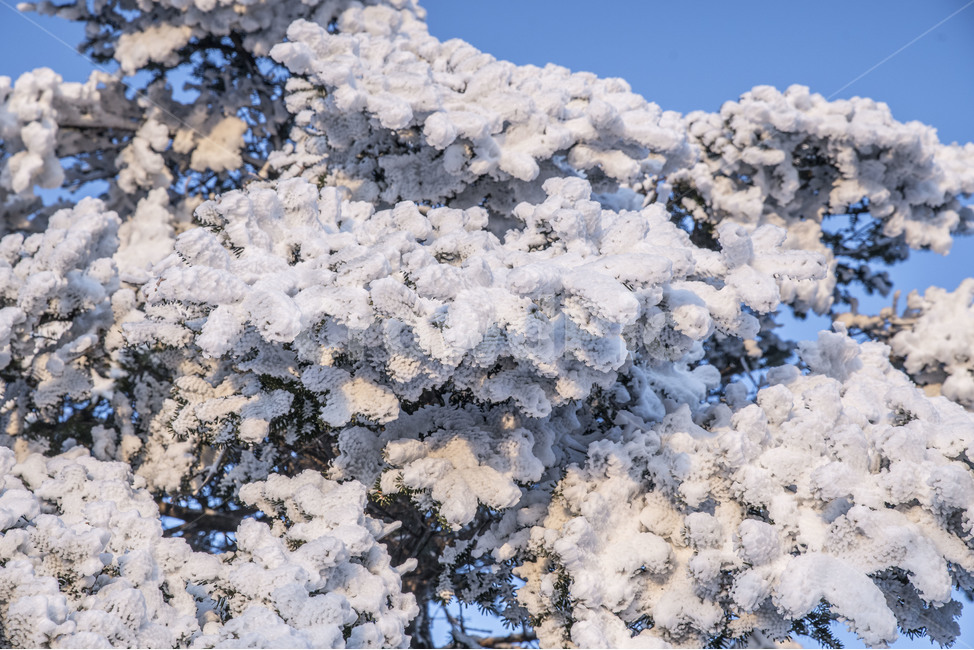 겨울,상고대,설산,태백산,나무,겨울,계절,winter,season,식물,자연,plants,nature,나무,trees,wood