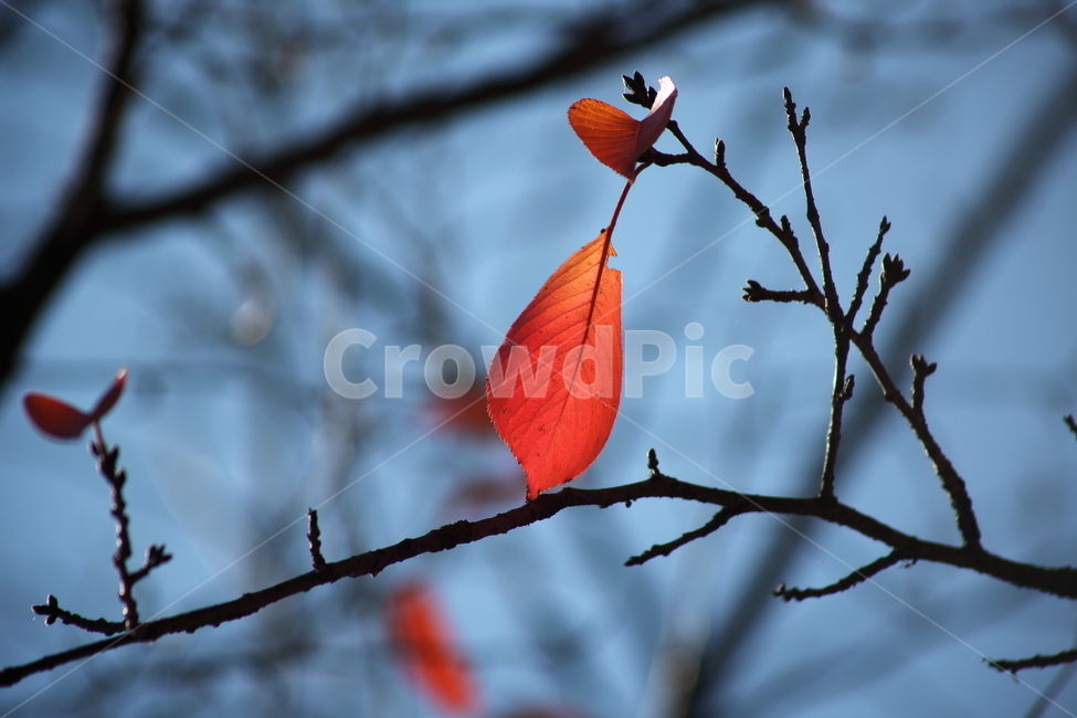 잎,단풍,벚나무잎,redleaves,leaf,가을,계절,fall,autumn,season,plant,식물,veins,정맥