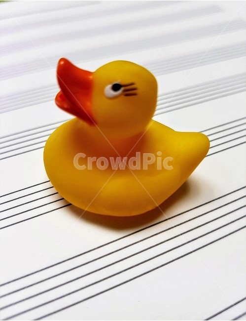 오선지,오리,노랑,오리주둥이,duck,여름,계절,summer,season,음식,식재료,요리,food,cook,meal,dishes,food reserves,채소,야채,vegetables,toy,장난감