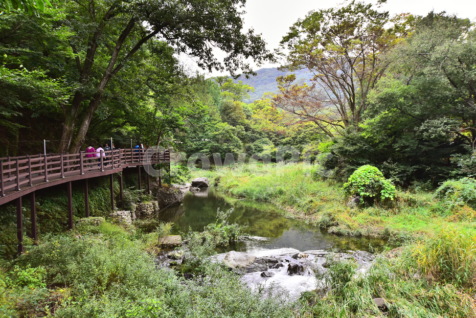 자연풍경,힐링,풍경,데크,outdoors,nature,물,water,옥외,stream,흐름,land,땅,계곡,healing,forest,deck,공기,환경,녹지,숲,그린,초록색,시즌,계절,배경,바탕,백그라운드,green,그리너리,산책로