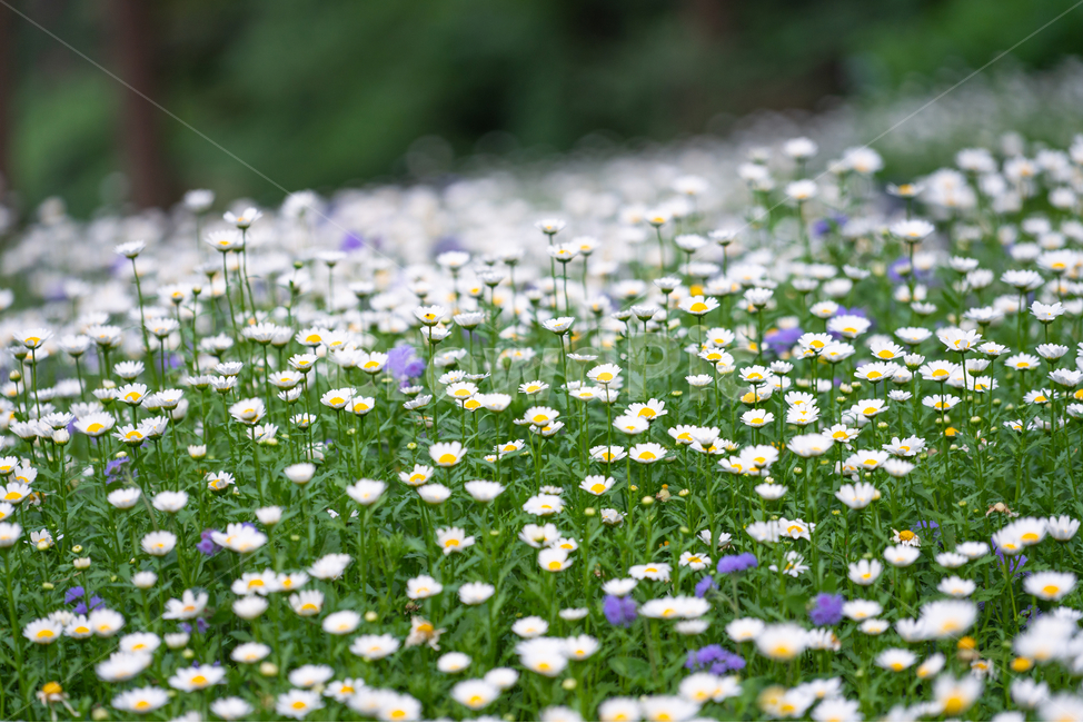 자연,꽃,꽃밭,flowers,natural,식물,자연,plants,nature,꽃,flower