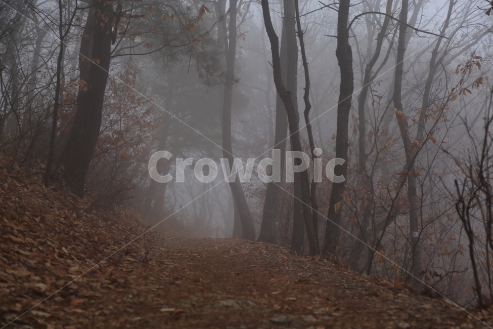 공포,으시시,미세먼지,나무,호러,안개,frost,숲,morning,아침,dark,natural,beautiful,fog,outdoor,light,branch,season,mist,scene,cold,winter,white,wood,background,tree,landscape,nature,forest,자연,풍경,nature,landscape,식물,plants,나무,trees,wood,공포,호러,무서운,무서움,horror,terror,fear,weather,날씨,outdoors,옥외