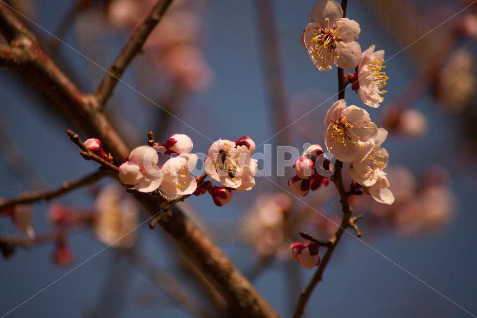 벚꽃,나무,봄,벚꽃구경,꽃,자연,flower,flowers,식물