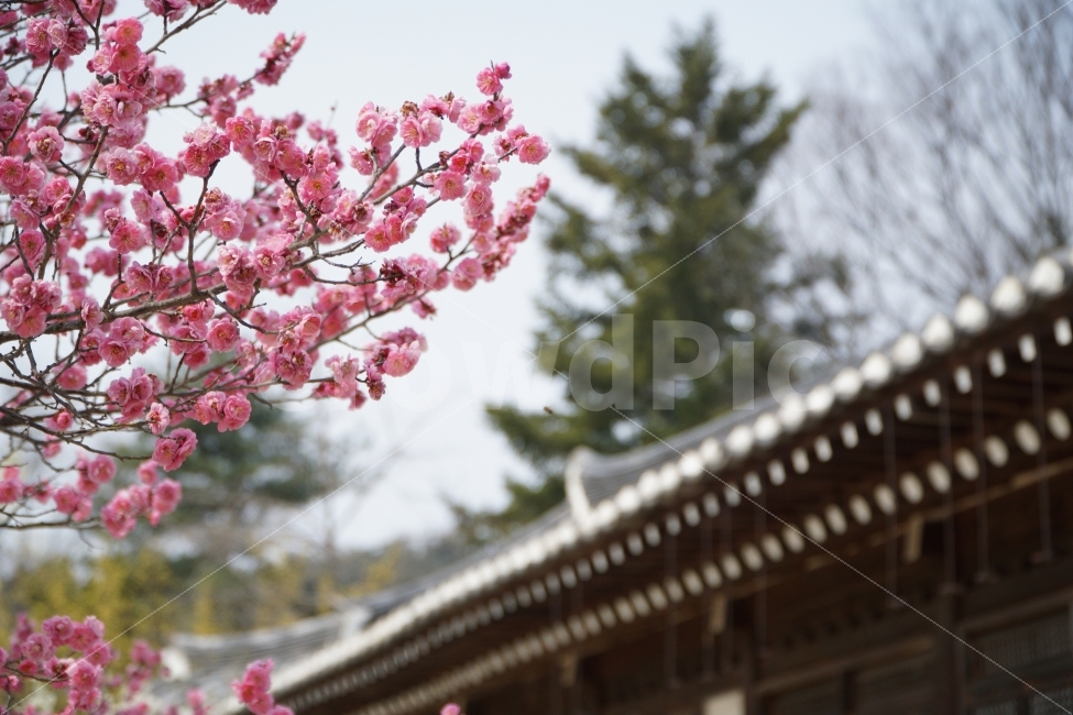 홍매화,한옥,자연,나무,꽃,봄,계절,spring,season,한국전통,한국문화,korean traditional,korean culture,식물,자연,plants,nature,꽃,flower,plant