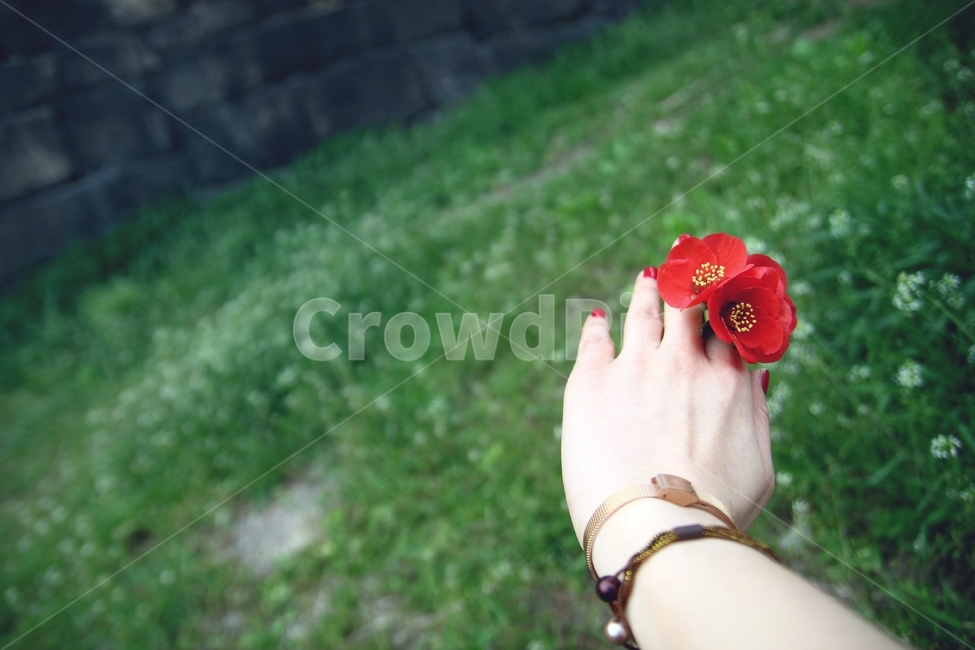 손,감성,자연,꽃,들풀,배경화면,flower,plant,beauty,식물,hand,red,꽃,flower,사람,인물,인간,human,person,신체일부,몸,body