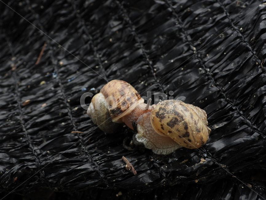 농촌,자연,곤충,달팽이,snail