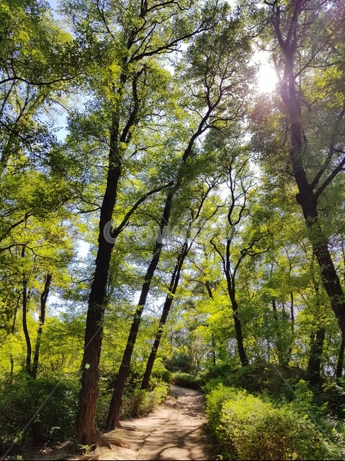 하늘,나무,자연,풍경,구름,오후,산책,공원,햇살,자연,풍경,nature,landscape,light,빛,flare,플레어