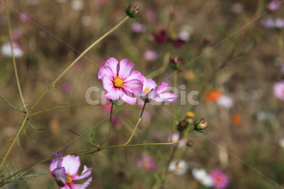 꽃,식물,flower,코스모스,가을꽃,cosmos
