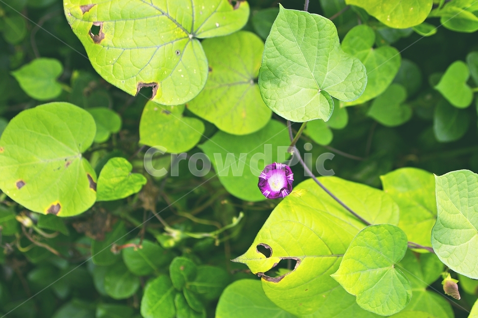 나팔꽃,green,morningglory,식물,정물사진,식물,자연,plants,nature,꽃,flower