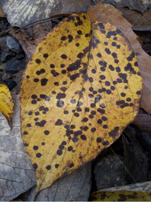 단풍,엽록소,식물,가을,redleaves,식물,자연,plants,nature