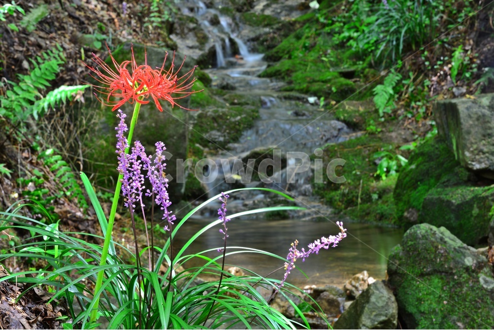 water,물,blossom,flower,꽃,plant,식물,outdoors,nature,자연,옥외,꽃무릇,상사화,맥문동